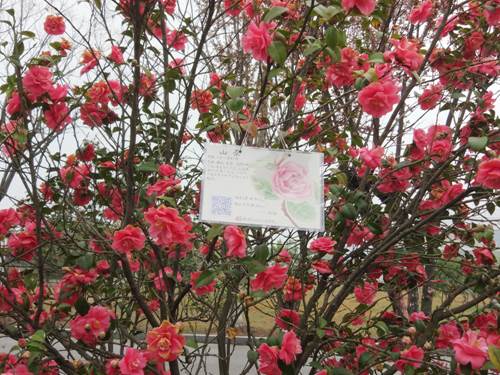 说明: http://xinghuo.njit.edu.cn/__local/7/75/FF/215C282552E9252251AB950D881_AECC537F_DEF51.jpg